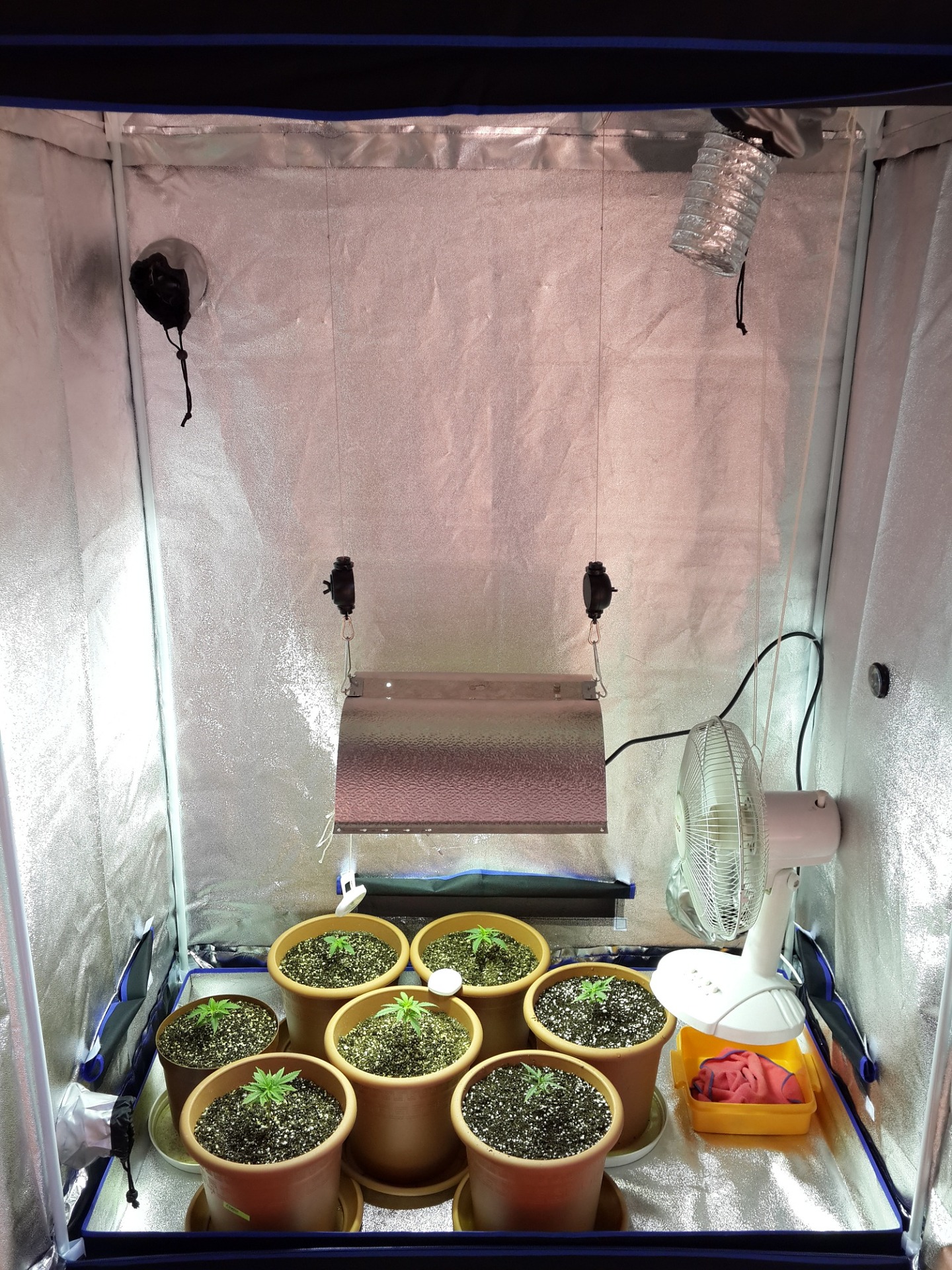 Growing Marijuana Indoors